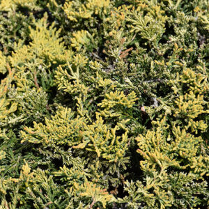 Golden Carpet Juniper foliage
