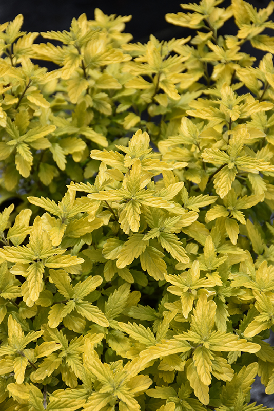 Sunshine Blue® II Caryopteris foliage