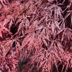 Firecracker Japanese Maple foliage