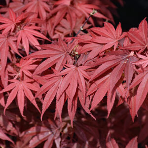 Pixie Japanese Maple foliage