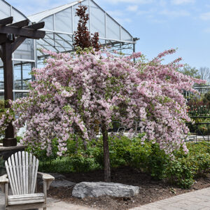 Louisa Flowering Crab in bloom