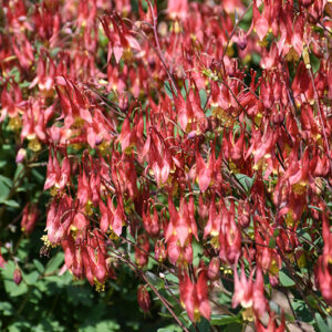 Little Lanterns Columbine flowers