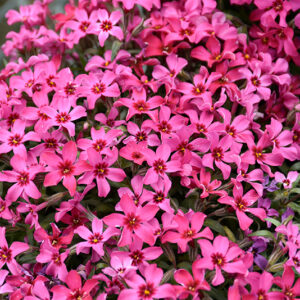 Red Wings Moss Phlox flowers
