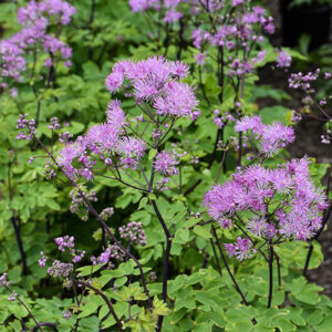 Black Stockings Meadow Rue flowers