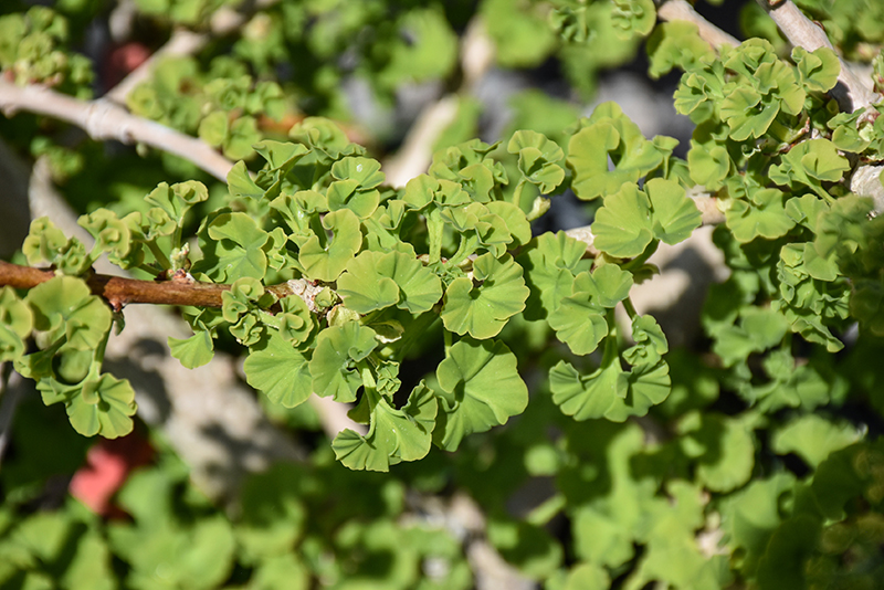 Troll Dwarf Ginkgo foliage