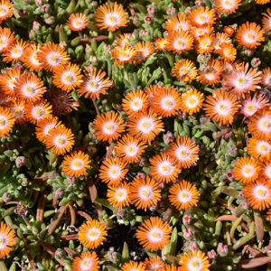 Jewel Of Desert Topaz Ice Plant flowers