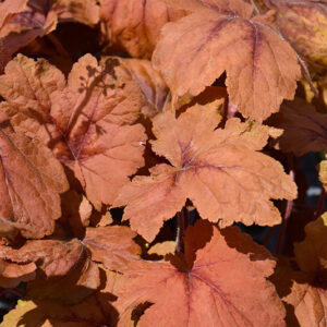 Pumpkin Spice Foamy Bells foliage