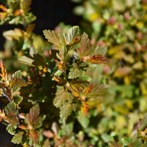 Sweet Cherry Tea&trade; Ninebark foliage