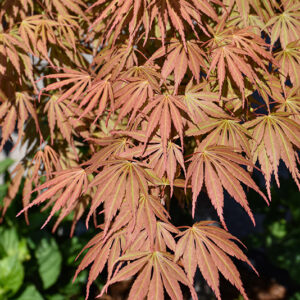Orange Flame Japanese Maple foliage