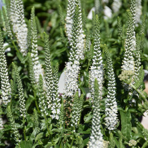 White Wands Speedwell flowers