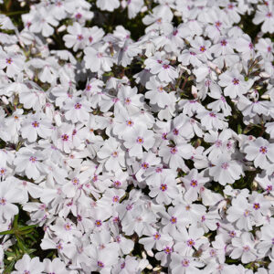 Amazing Grace Moss Phlox flowers