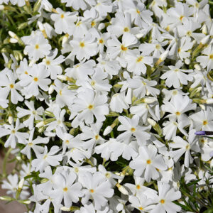 Spring White Moss Phlox flowers