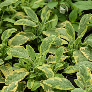 Golden Sage foliage
