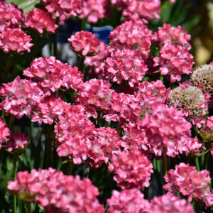 Dreameria&reg; Dreamland False Sea Thrift flowers