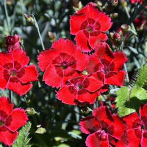 Fire Star Pinks flowers