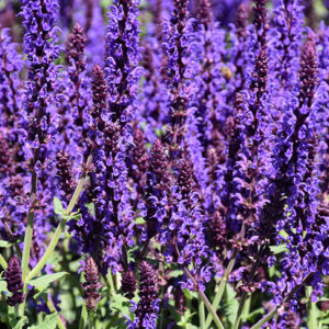 Lyrical&trade; Blues Meadow Sage flowers