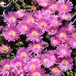 Jewel Of Desert Candystone Ice Plant flowers
