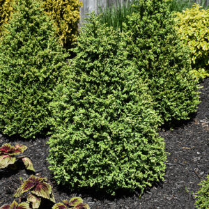 Green Mountain Boxwood (pyramid form)
