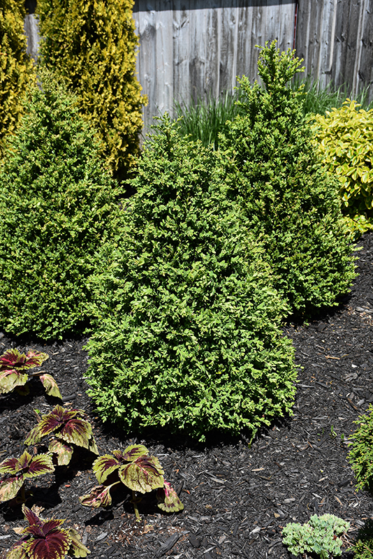 Green Mountain Boxwood (pyramid form)