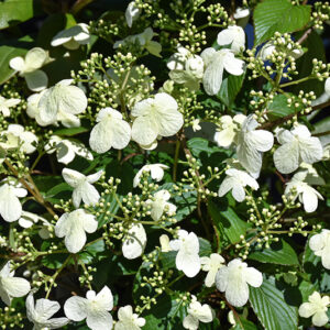 Steady Eddy® Doublefile Viburnum flowers