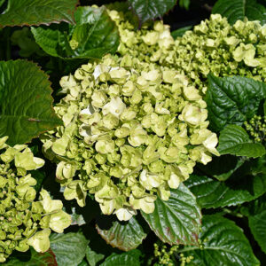 Grin and Tonic&trade; Reblooming Hydrangea flowers