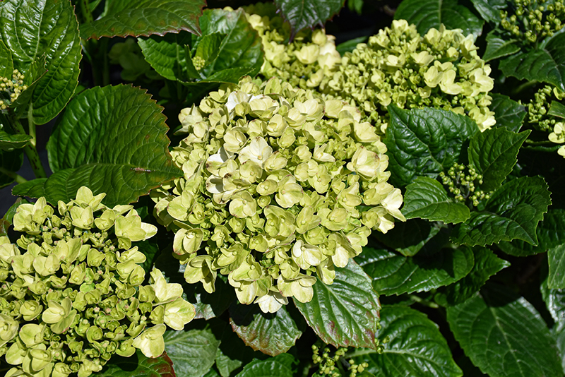 Grin and Tonic™ Reblooming Hydrangea flowers
