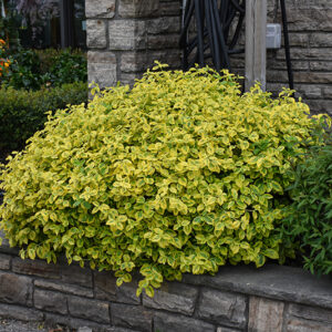 Canadale Gold Wintercreeper
