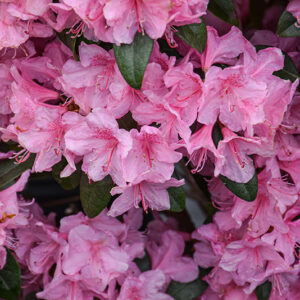Aglo Rhododendron flowers