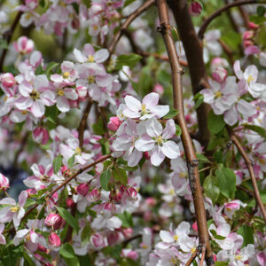Red Jade Flowering Crab flowers