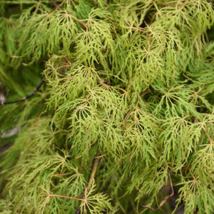 Lemon Lime Lace Japanese Maple foliage