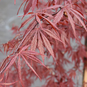 Jubilee Japanese Maple foliage