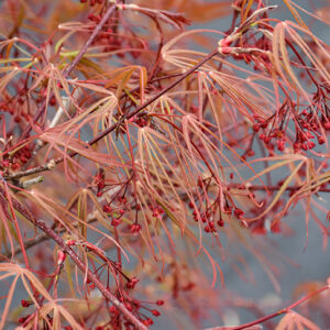 Ribbon-leaf Japanese Maple foliage