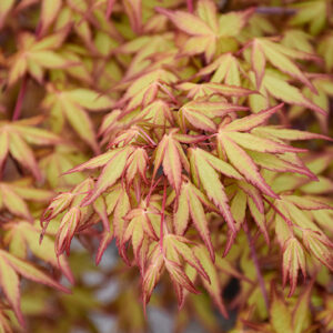 Katsura Japanese Maple foliage