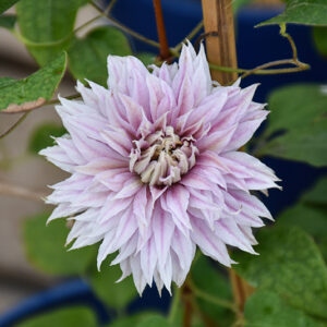 Josephine Clematis flowers