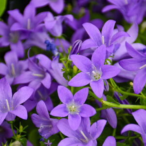 Birch Hybrid Bellflower flowers