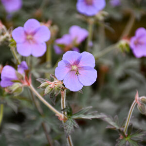 Boom Chocolatta Cranesbill flowers