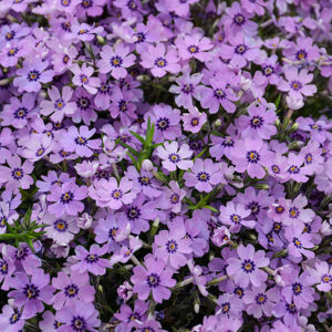 Eye Shadow Creeping Phlox flowers