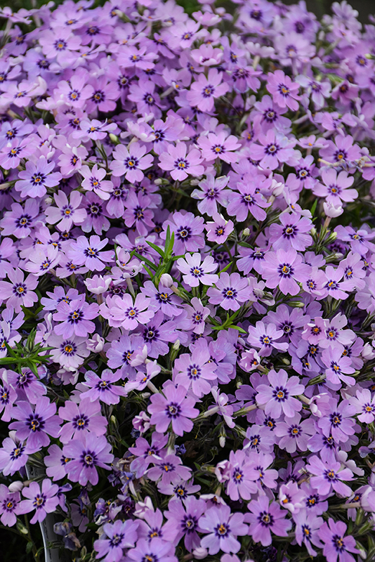 Eye Shadow Creeping Phlox flowers