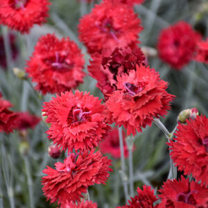 Fruit Punch® Maraschino Pinks flowers
