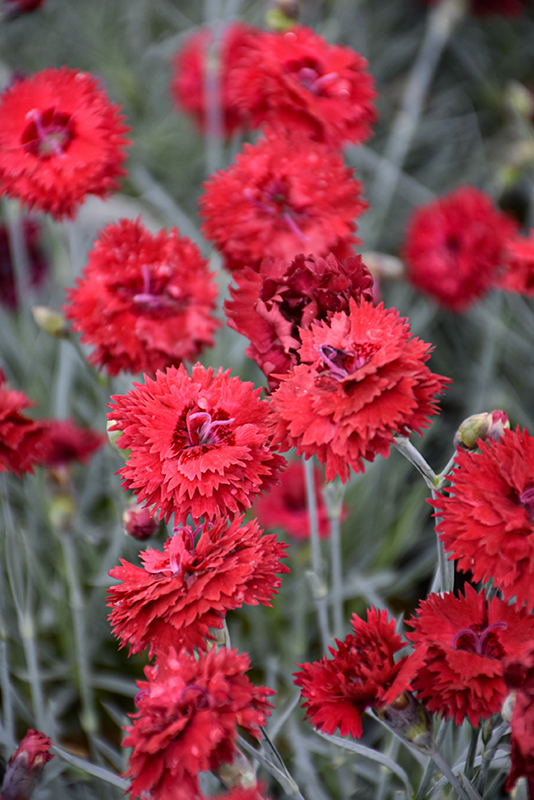 Fruit Punch® Maraschino Pinks flowers