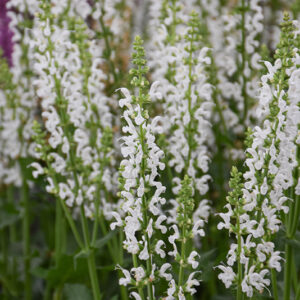 White Profusion Meadow Sage flowers
