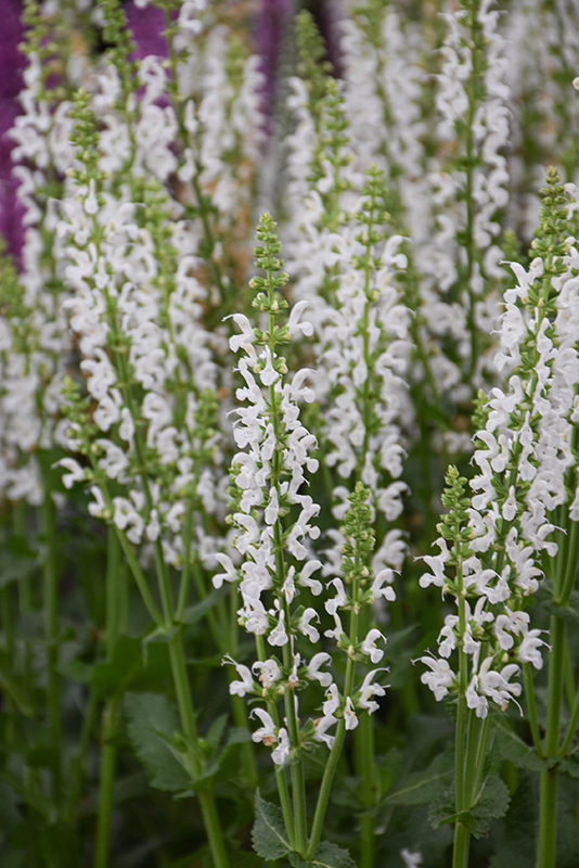 White Profusion Meadow Sage flowers