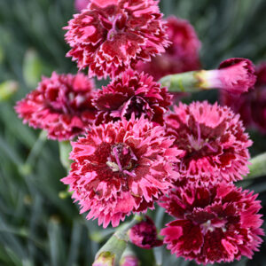 Fruit Punch&reg; Black Cherry Frost Pinks flowers