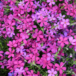 Crackerjack Moss Phlox flowers
