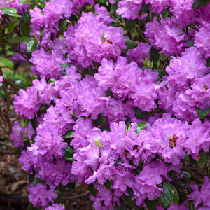 P.J.M. Elite Rhododendron flowers