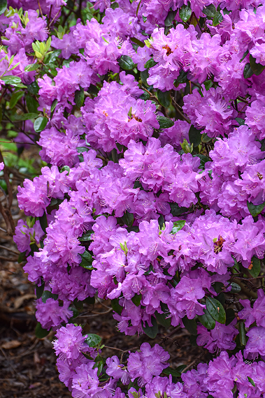 P.J.M. Elite Rhododendron flowers