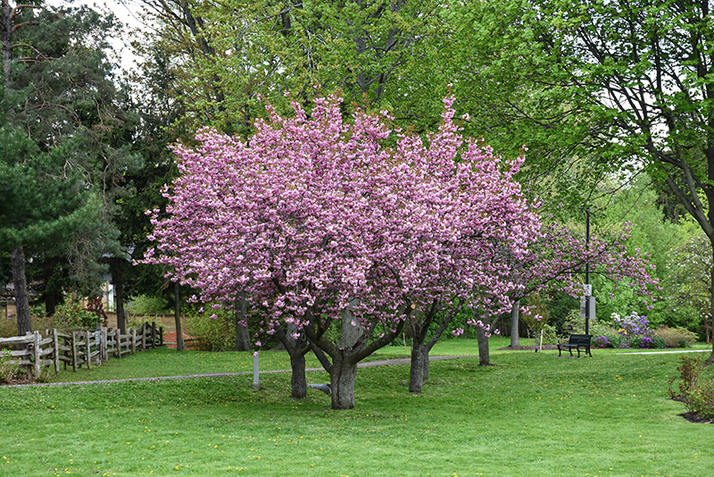 Kwanzan Flowering Cherry in bloom