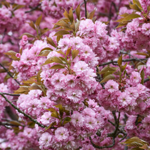 Kwanzan Flowering Cherry flowers