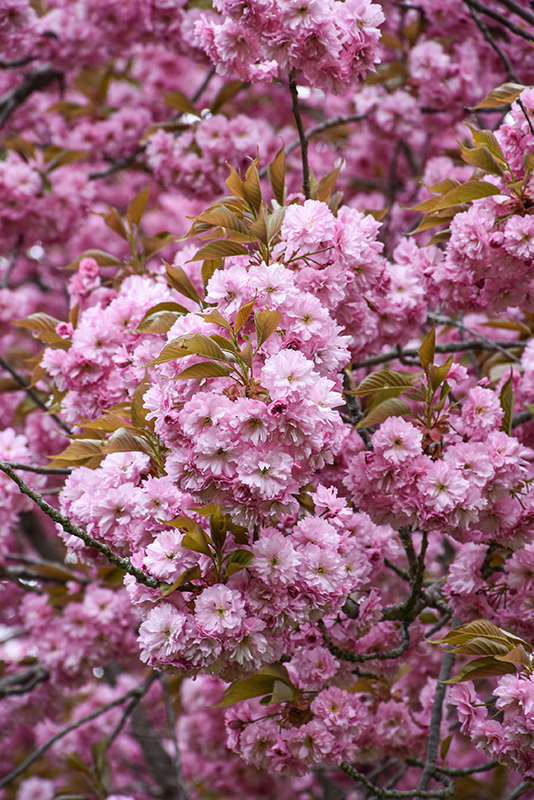Kwanzan Flowering Cherry flowers