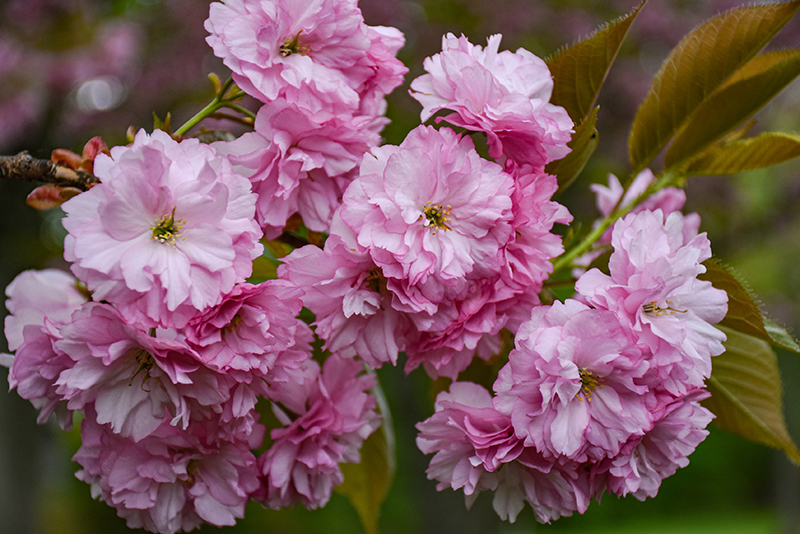 Kwanzan Flowering Cherry flowers